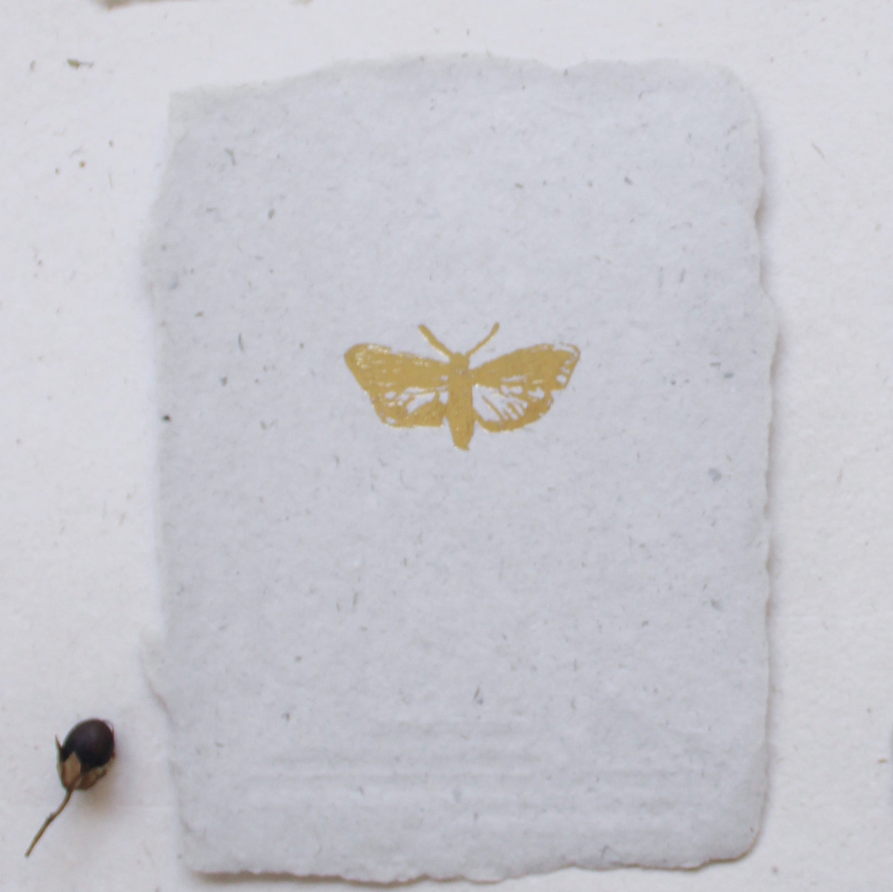 moth sketch notecard