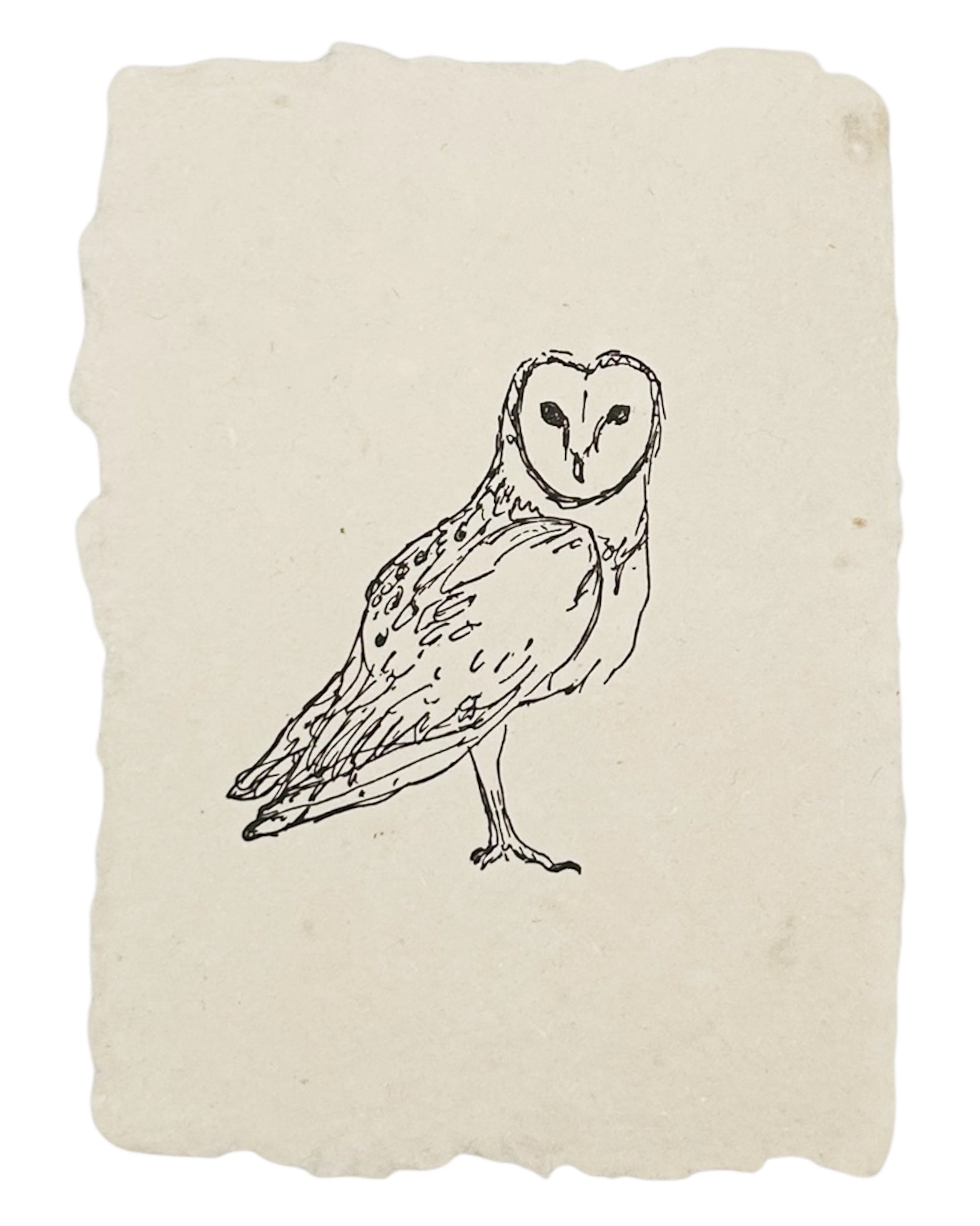barn owl art print, image size:1571x1964