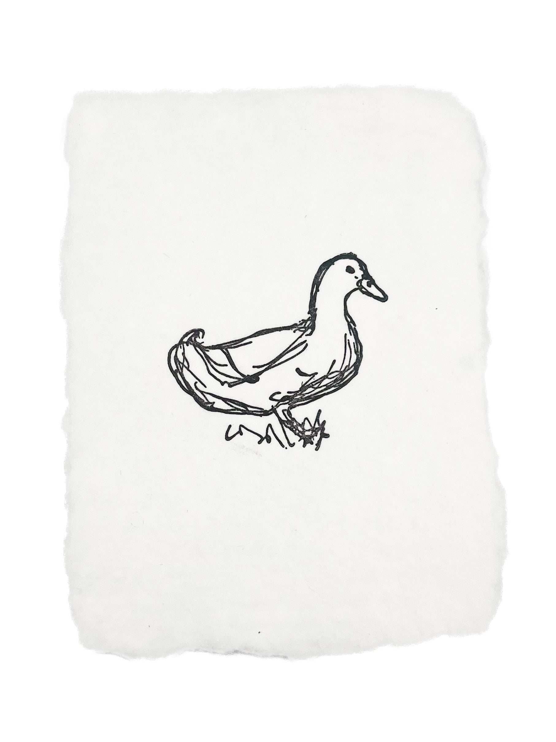 duck sketch