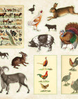 Zoological Ephemera Sticker Books