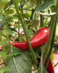 Fresno & Thai Spicy Chili Jam