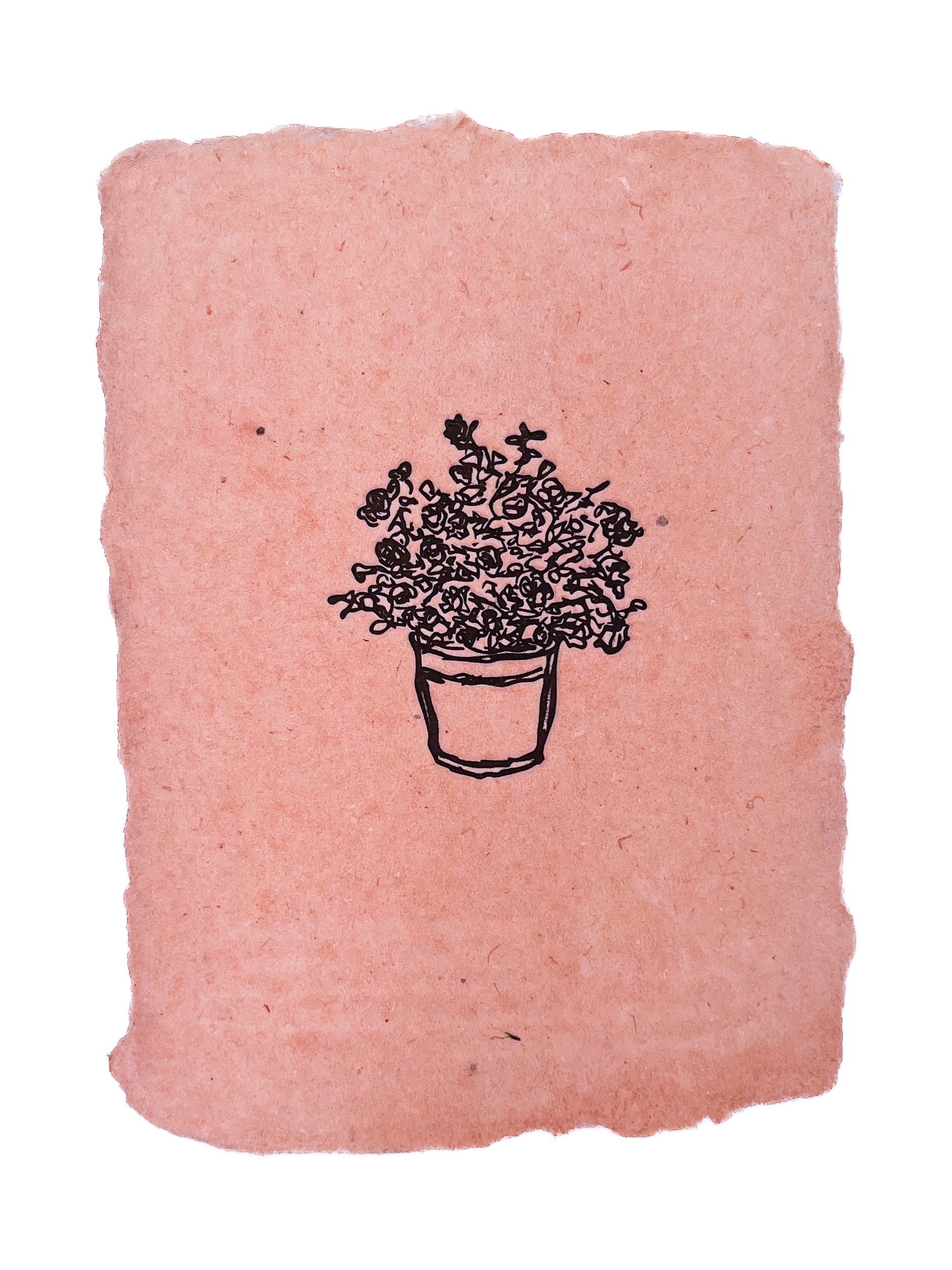 potted rose