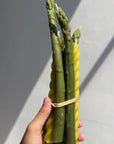 Beeswax Asparagus Taper Candle Pair