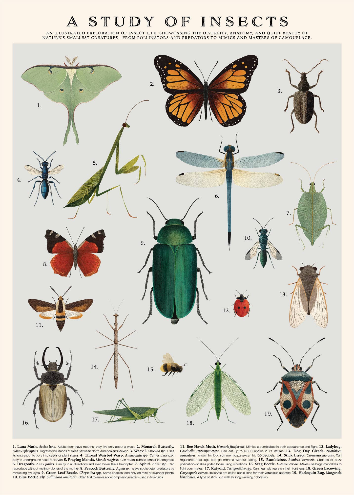 Vintage-Style Poster - Insects